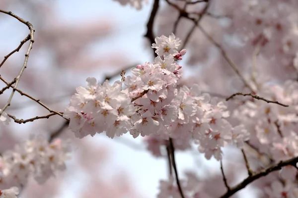 Flor de Sakura ou flores de cereja . — Fotografia de Stock