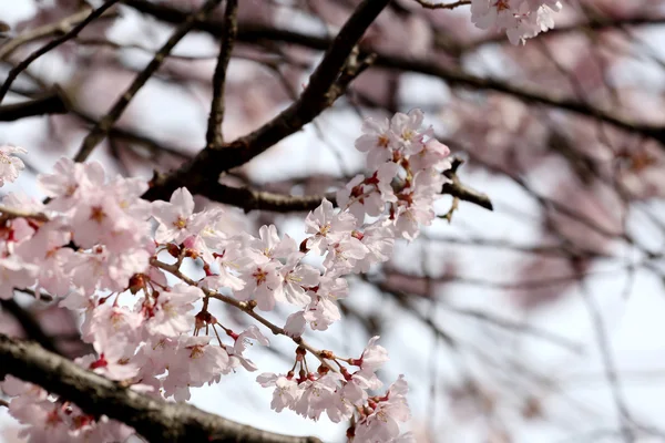 Sakura λουλούδι ή άνθη της κερασιάς. — Φωτογραφία Αρχείου