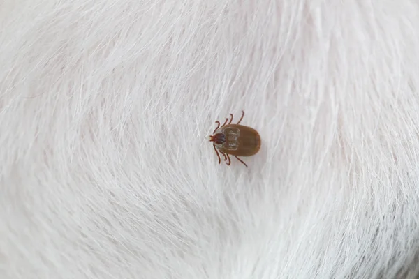 Bir köpek büyük kene. — Stok fotoğraf