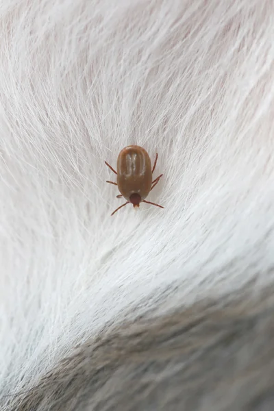 Grandes carrapatos em um cão . — Fotografia de Stock