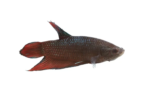 Lucha roja y negra Especies de peces Tailandia . — Foto de Stock