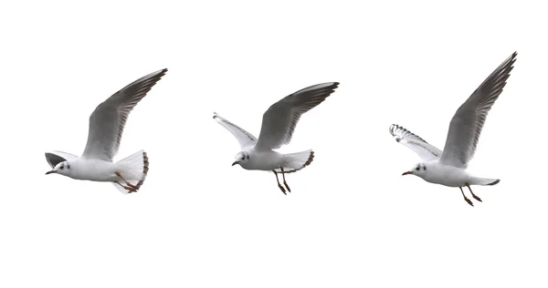 Seagulls in flying on a white background. — Stock Photo, Image