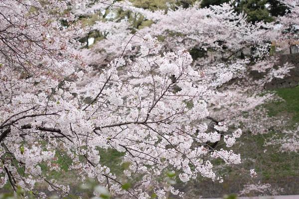 Sakura λουλούδι ή άνθη της κερασιάς. — Φωτογραφία Αρχείου