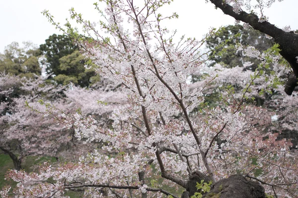 Fiori di Sakura o fiori di ciliegio . — Foto Stock