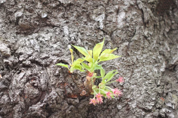 樱花树的枝条在生长. — 图库照片