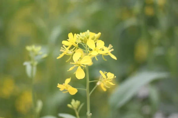 Yellow flowers of Japan blossom. — Stock Photo, Image