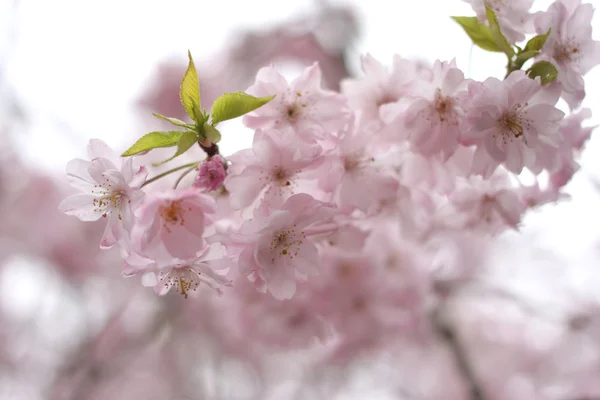 Spring of sakura cherry blossom. — Stock Photo, Image