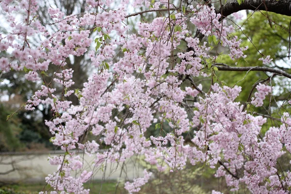 Voorjaar van sakura cherry blossom. — Stockfoto