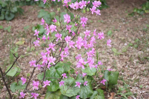 ピンクの花. — ストック写真