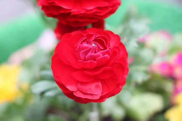 Rote Blumen blühen. — Stockfoto