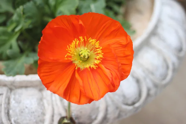 Oranje bloemen zijn bloei. — Stockfoto