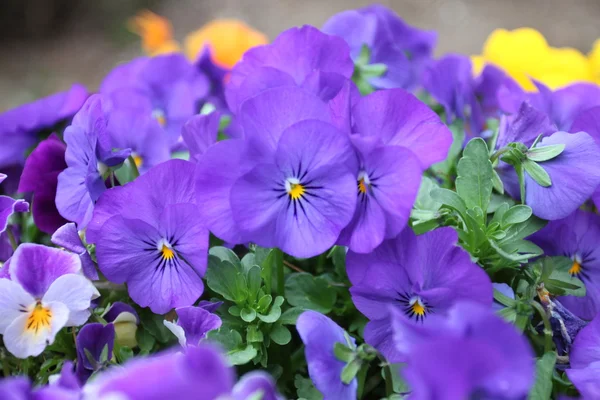 Paarse bloemen zijn bloei. — Stockfoto