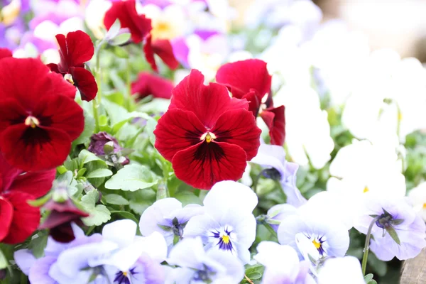 Rote Blumen blühen. — Stockfoto