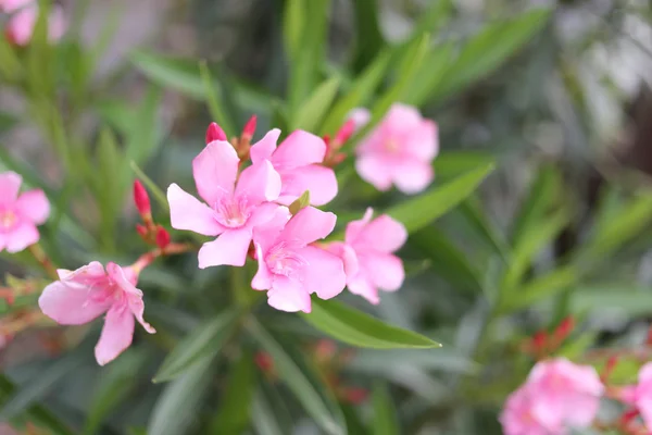 Pink flowers. — Stock Photo, Image