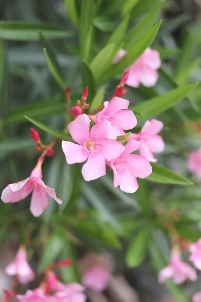 粉色的花. — 图库照片