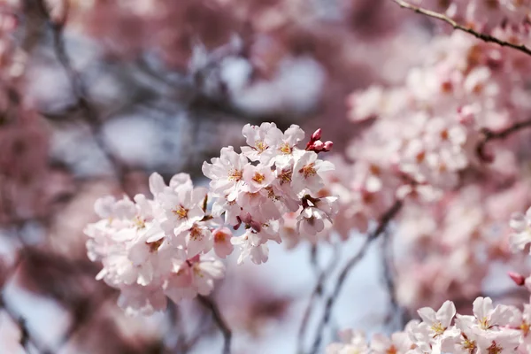 사쿠라 꽃 또는 벚꽃 꽃. — 스톡 사진