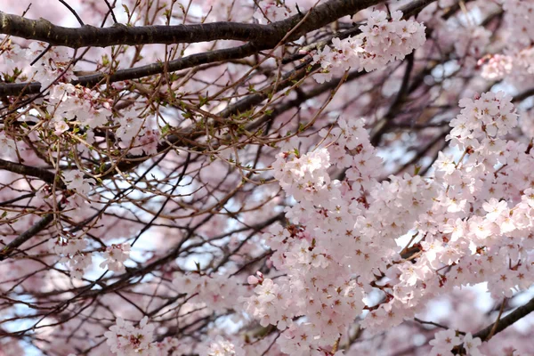 Sakura Blume oder Kirschblüten. — Stockfoto