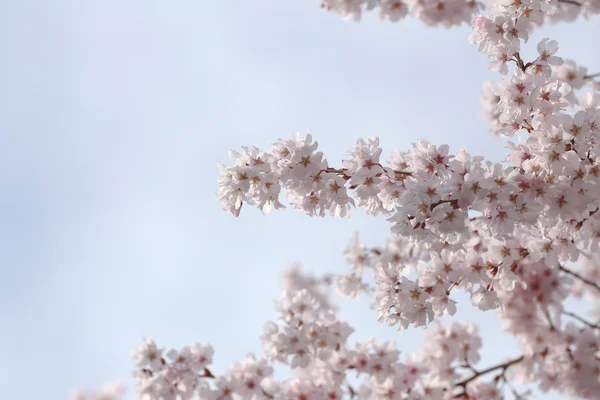 사쿠라 꽃 또는 벚꽃 꽃. — 스톡 사진