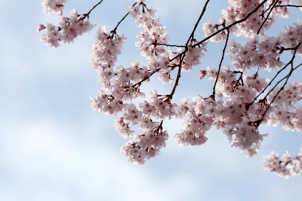 Flor de Sakura o flores de cerezo . —  Fotos de Stock