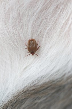 bir köpek büyük kene.
