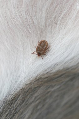 bir köpek büyük kene.
