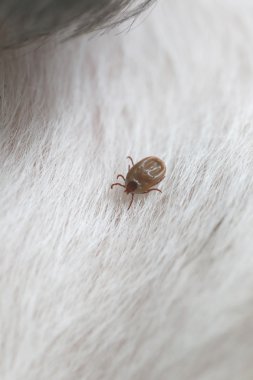 bir köpek büyük kene.
