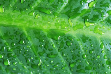 Yeşil yapraklı su damlacıkları.