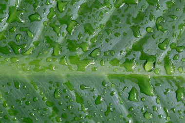 Yeşil yapraklı su damlacıkları.