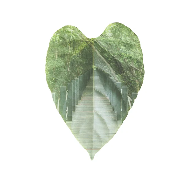 Taze yaprak yeşil pozlama orman izole. — Stok fotoğraf