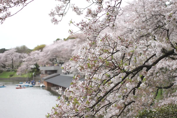 Весна вишневого цвітіння сакури . — стокове фото