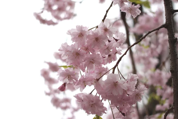 Primavera di fiore di ciliegio di sakura . — Foto Stock