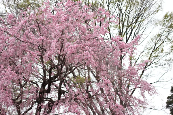 Bahar sakura kiraz çiçeği. — Stok fotoğraf