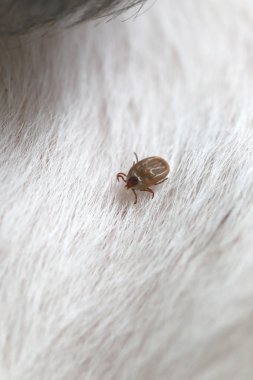 bir köpek büyük kene.