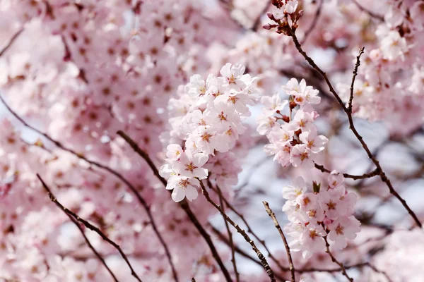 桜の花や桜の花. — ストック写真