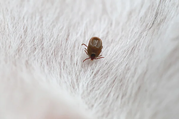 Big Ticks on a dog. — Stock Photo, Image