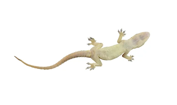 Dead lizard of reptile on white background with clipping paths. — Stock Photo, Image