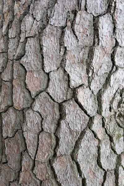 Textura de corteza de árbol áspera . — Foto de Stock