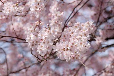 Sakura çiçek ya da kiraz çiçekleri.