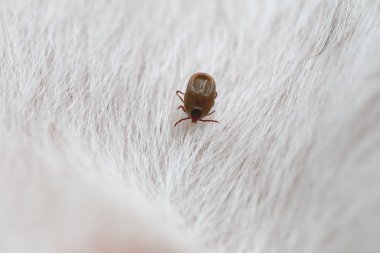 bir köpek büyük kene.