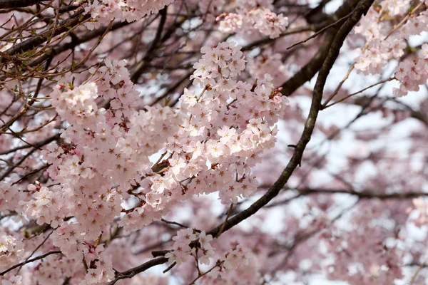 Sakura λουλούδι ή άνθη της κερασιάς. — Φωτογραφία Αρχείου