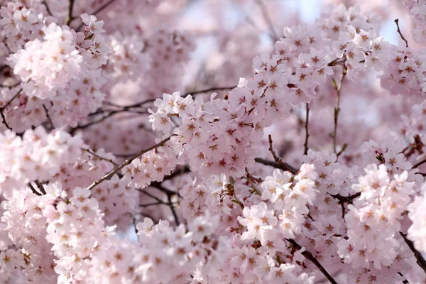 Sakura flower or cherry blossoms. — Stock Photo, Image