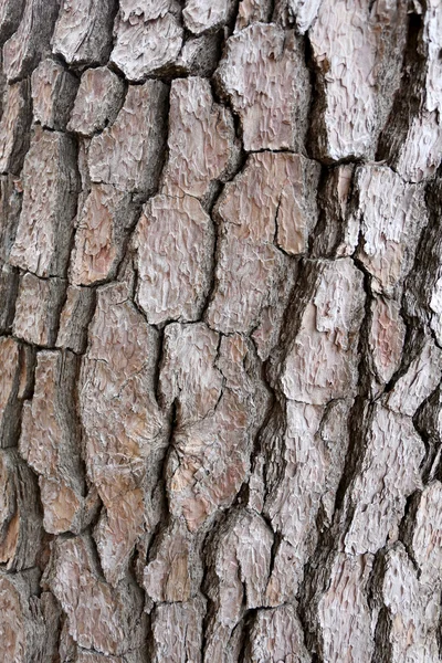 Struttura della corteccia dell'albero grezzo . — Foto Stock