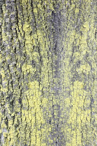 Écorce d'arbre texture rugueuse . — Photo