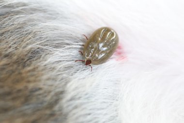 Büyük bir köpek açıklıkta zamanında.