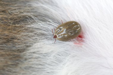 Büyük bir köpek açıklıkta zamanında.