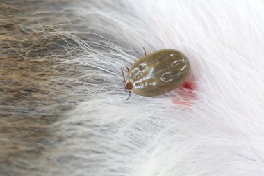 Big Tick on a dog in clearing. clipart