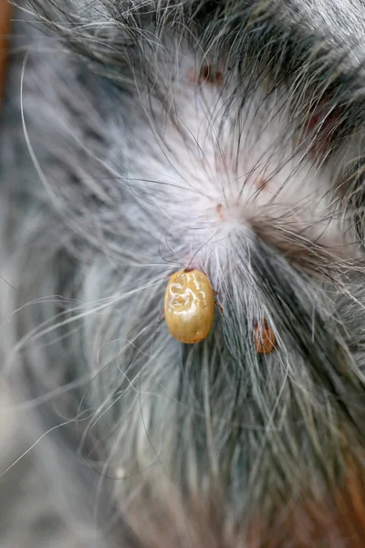 Big Tick em um cão na clareira . — Fotografia de Stock