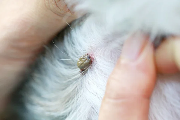 Big Tick em um cão na clareira . — Fotografia de Stock