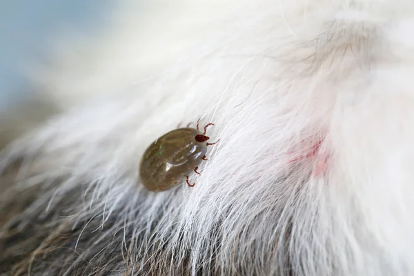 Gran garrapata en un perro en el claro . — Foto de Stock