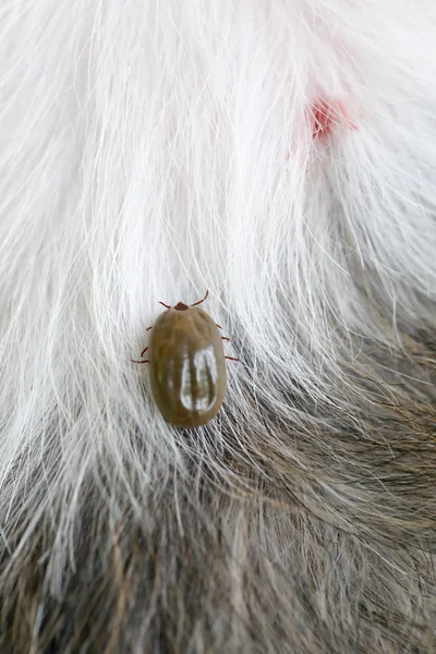 Große Zecke auf einem Hund in der Lichtung. — Stockfoto